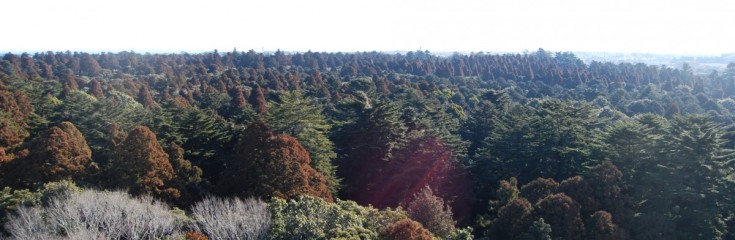 樹叢 | 鹿島神宮